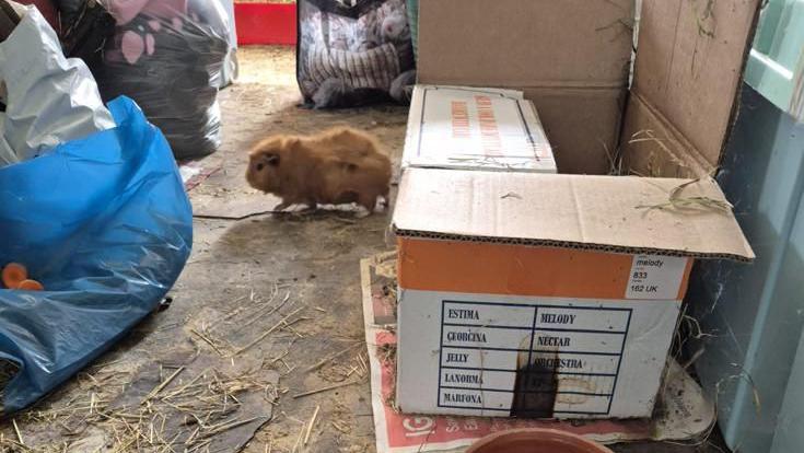 Guinea pig in dirty building