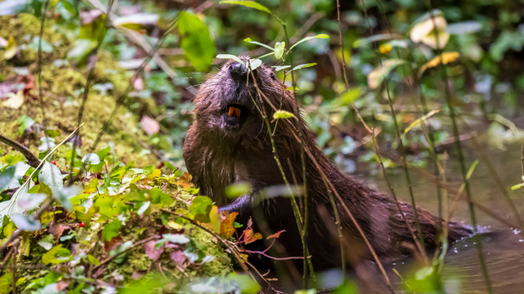 A brown beaver partially submerged in a river facing towards the camera showing two its teeth. The beaver, Byrti, is surrounded by green plants.