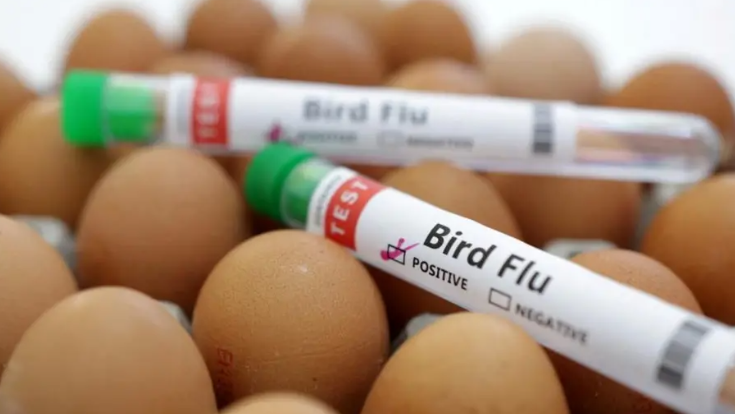 Two thin plastic test tubes, with green lids, with white labels on them with black type stating Bird Flu and a tick inside a box next to the word POSITIVE. The test tubes have been placed on hen's eggs.