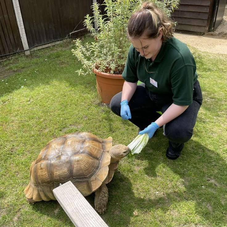 Amy is wearing a green polo shirt feeding a tortoise on the grass. 