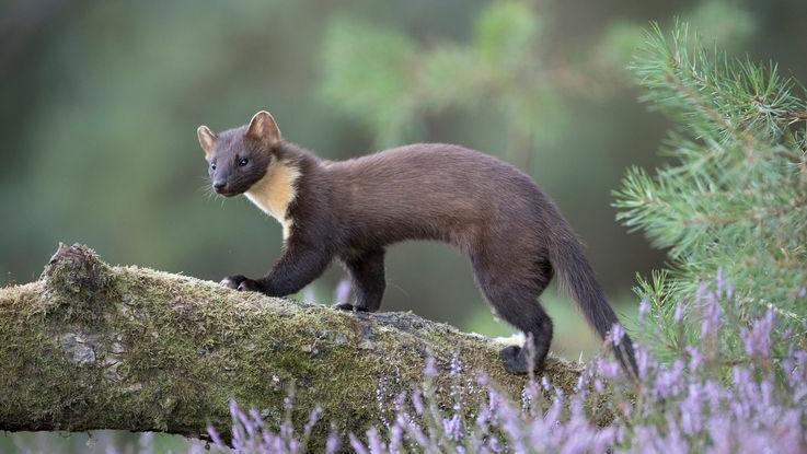 Pine marten walking along a tree branch.