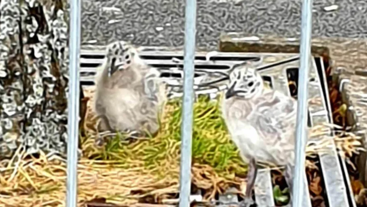 Gull chicks