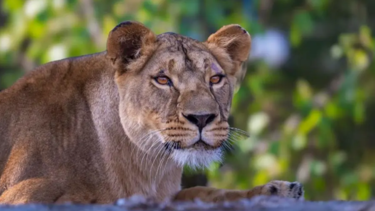 Lioness Yuna pictured outside in her enclosure at The Big Cat Sanctuary. Her ears are pricked up and she has brown fur. 