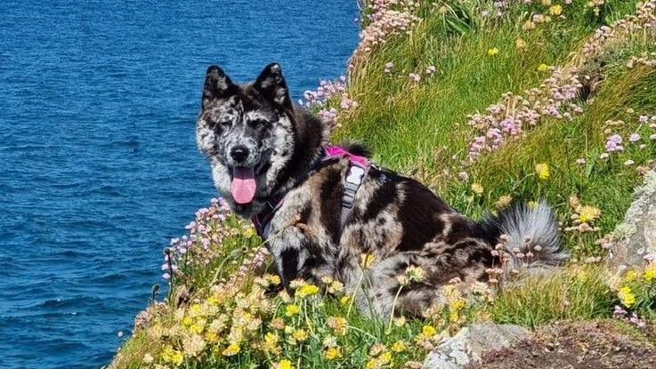 Bijoux on the edge of a rock by the sea looking at the camera