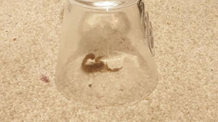 A tiny scorpion under an upturned wine glass on cream carpet