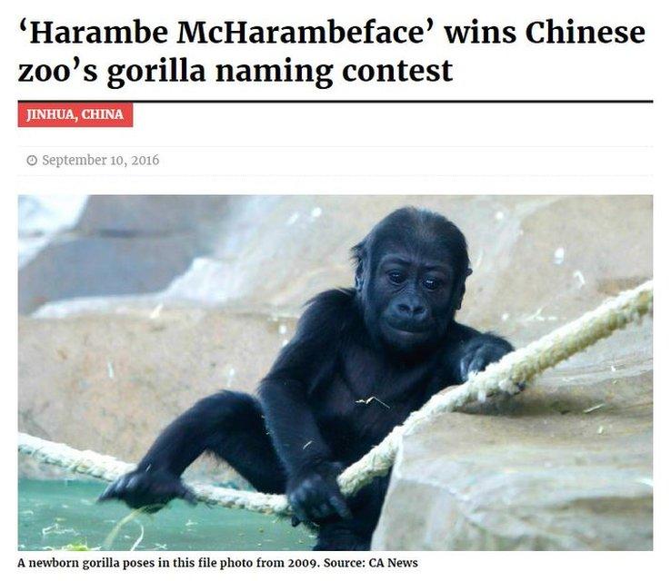 Boston Leader story about Harambe McHarambeface