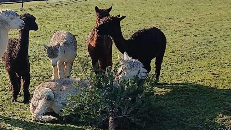 A group of white and brown alpacas playing with a Christmas tree in a field