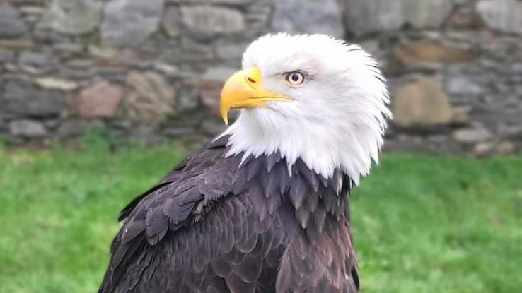 Shows a bald eagle with white feathered head, dark feathers in its body and a yellow beak, in front of a wall and grass.