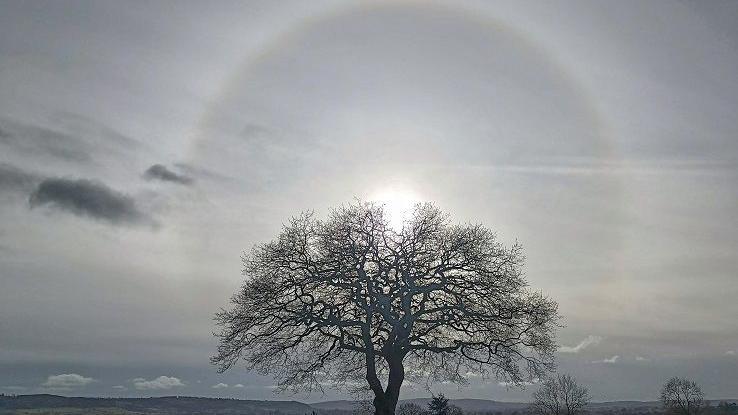 A tree without leaves is outlined against the sun in a wintry, grey sky.