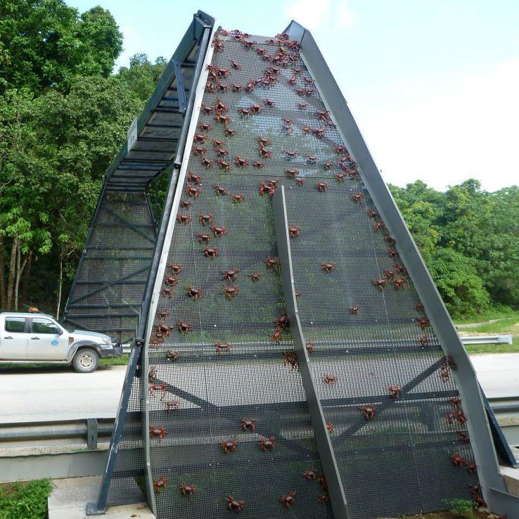 crab bridge over a road