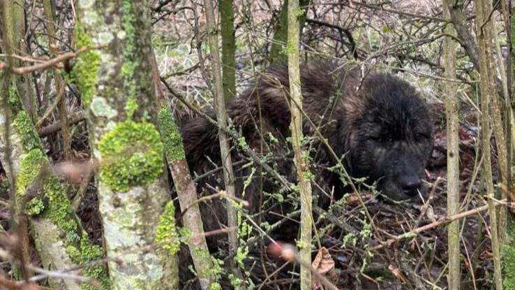 A dark-furred dog behind thick branches and shrubbery