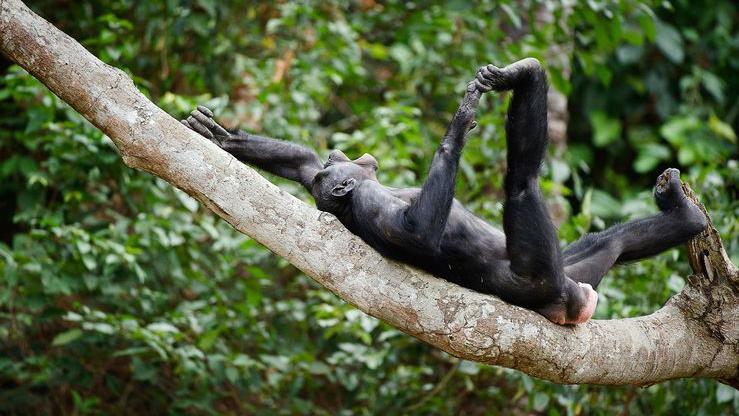 A happy monkey stretched out on a tree branch.