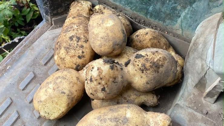 A pile of potatoes with a light covering of soil on them. They are grown into separate knobbly bits.