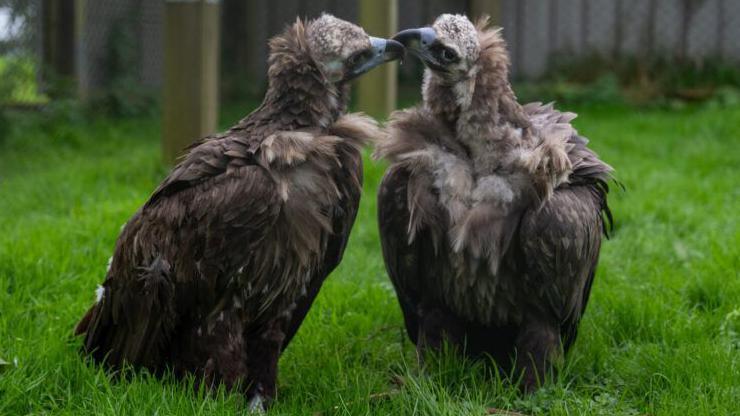 Bernard and his partner, Twinkle on the ground in grass inside an aviary. they have short cropped heads with sharp beaks and long brown and grey feathers on their bodies. the are touching each other's beaks