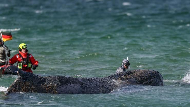 Rescuers abandon hope for whale stranded off German island - BBC News