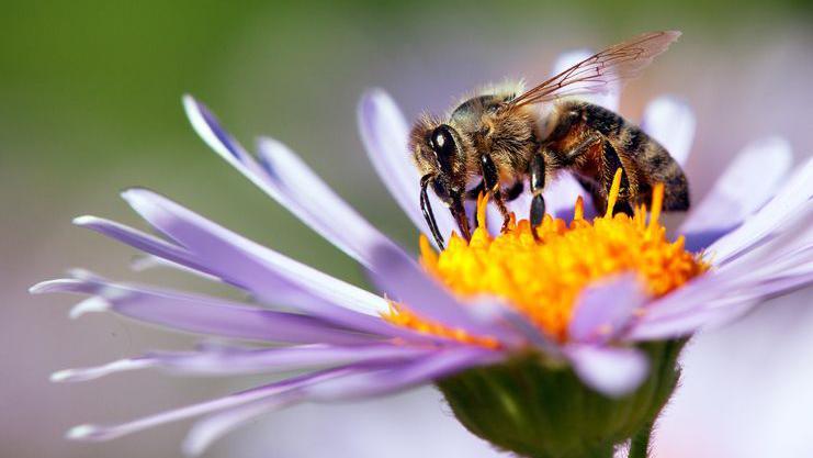Honeybee on a flower.