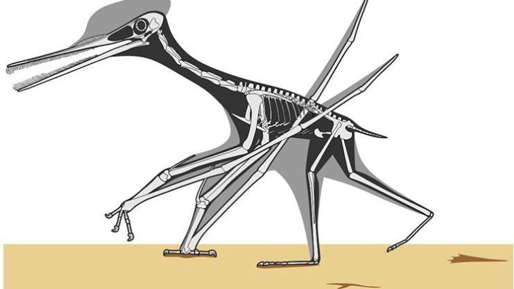 A skeletal reconstruction of a comb-jawed pterosaur walking across an ancient mudflat, its posture and movement informed by fossil trackways.