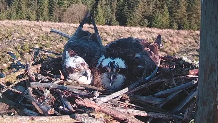 Two ospreys huddled together, side by side, in their nest - which is the same nest as before, so likely the same two birds.