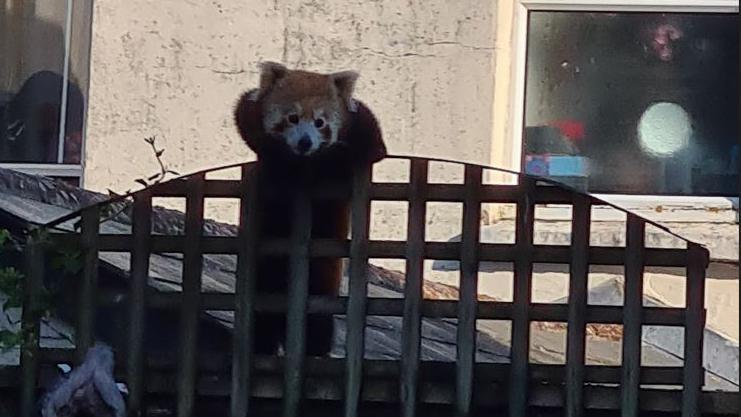 Red panda