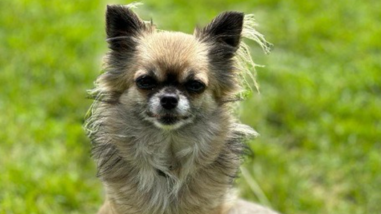 Bridget the chihuahua, sitting on a tree stump. This is the image of Bridget sent to casting directors.