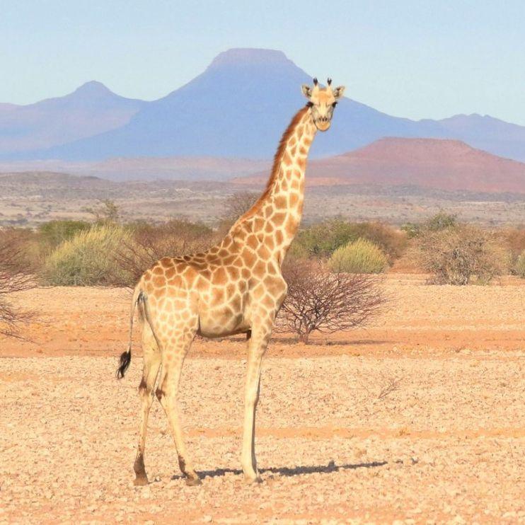 A giraffe called the Southern giraffe in the savannah in Namibia, with mountains in the background, scrub and dry brown earth in the foreground