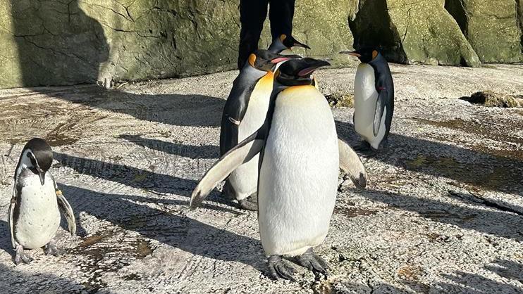 Five penguins in their enclosure at Birdland on a sunny day. The floor and wall behind are made out of stone and it is sunny. A small penguin is preening itself while four king penguins walk about. The legs of a keeper can be seen behind them.