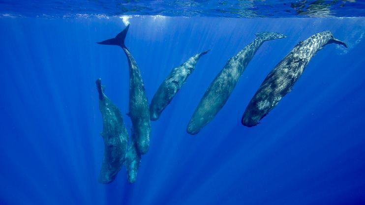 A pod of sperm whales.