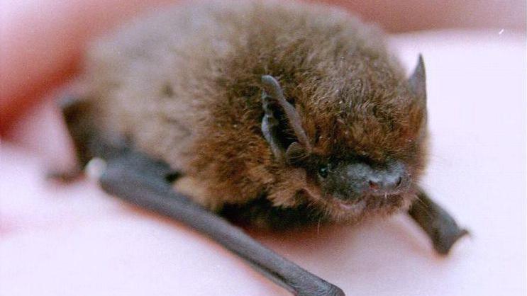 A close up of a pipistrelle bat, which is brown and furry, on a human hand