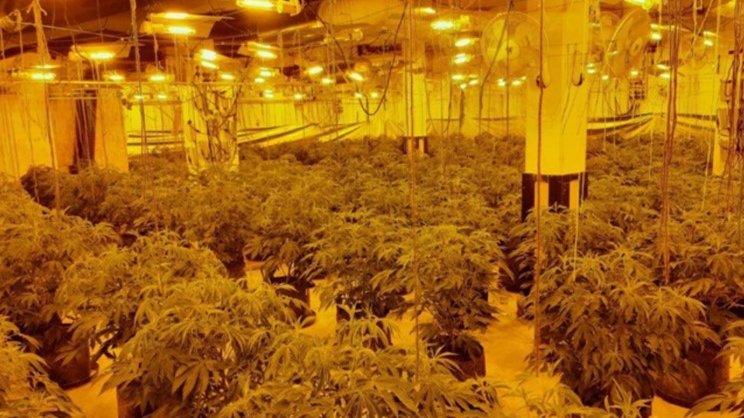 Cannabis factory