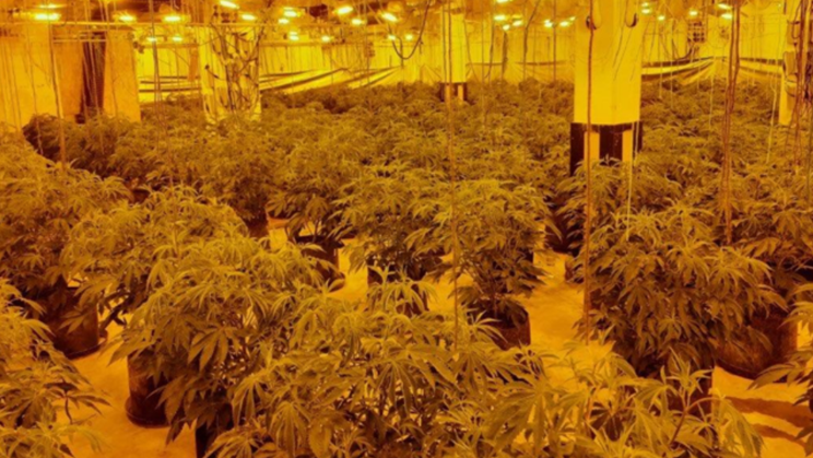 Images of cannabis plants inside the derelict buildings