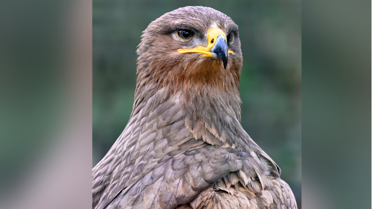 A close up of Stilton the steppe eagle