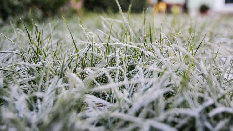frost on grass.