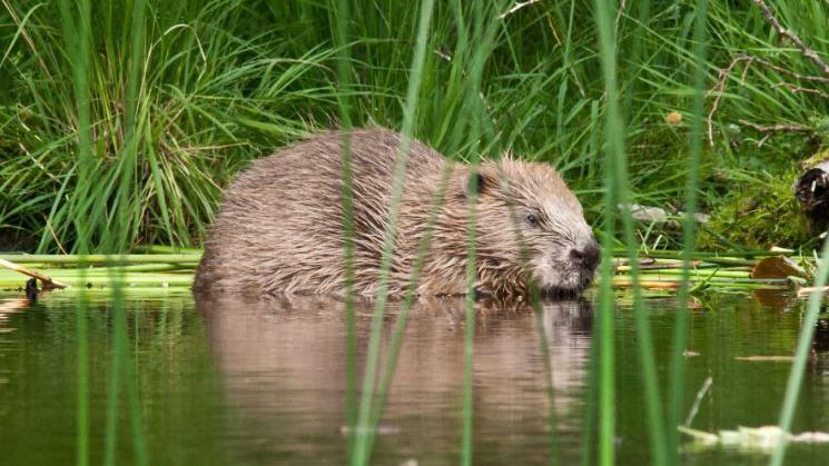 A side view of an adult beaver at Knapdale in the water with grass in the foreground and background