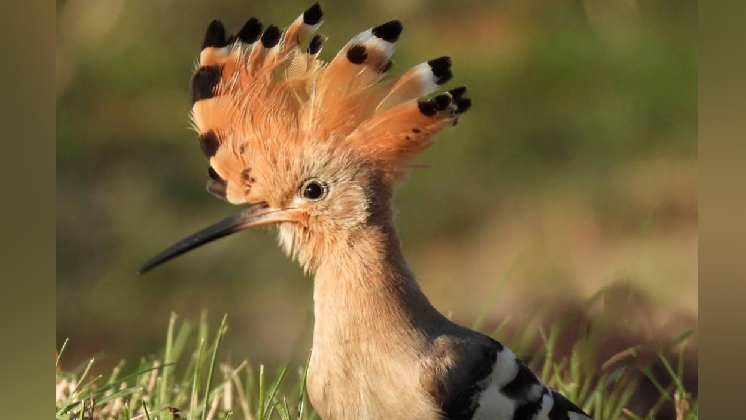 A pinkish-brown bird with white and black wings. It has a set of orange feathers on its head that open when it is exicted.