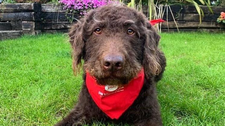 A brown dog wearing a red neckerchief lying on green grass.