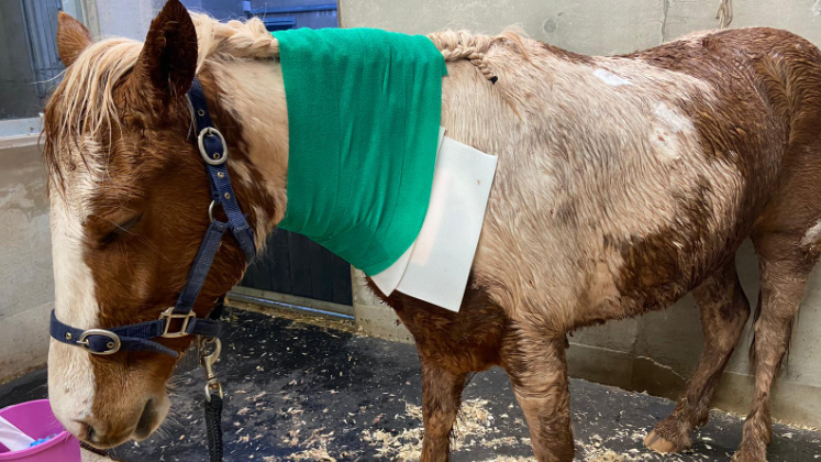 Dakota, a skewbald moorland gelding, standing in a stable. The pony has his eyes shut and is pointing his head at the floor. He has dressings on his wounds following the attack. 