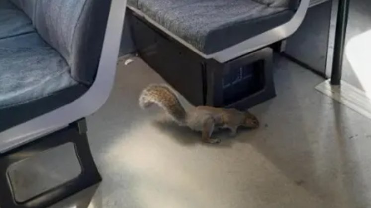 One of the grey squirrels on the beige floor of the train walking next to one of the black metal bases of a chair