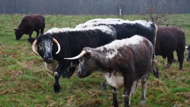 Around six Longhorns and Sussex cows grazing in a field at Scotney Castle