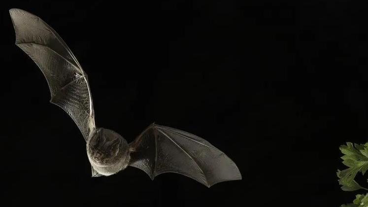 A Barbastelle bat flying through the air at night.