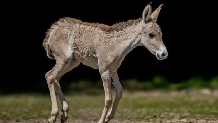 A young foal standing on grass