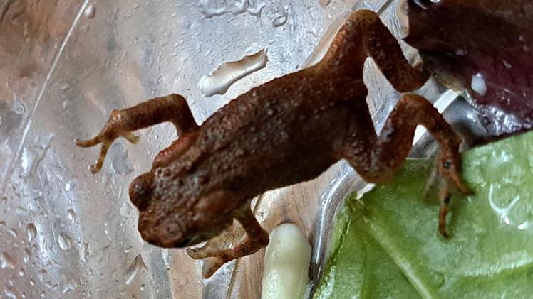 Close-up of a brown toad on a lettuce leaf