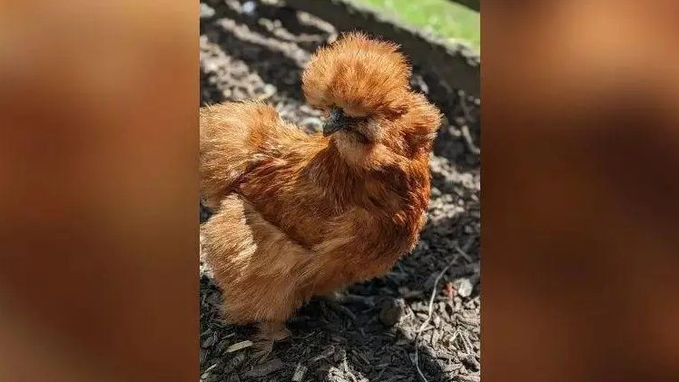 An orange, fluffy chicken with a dark beak.