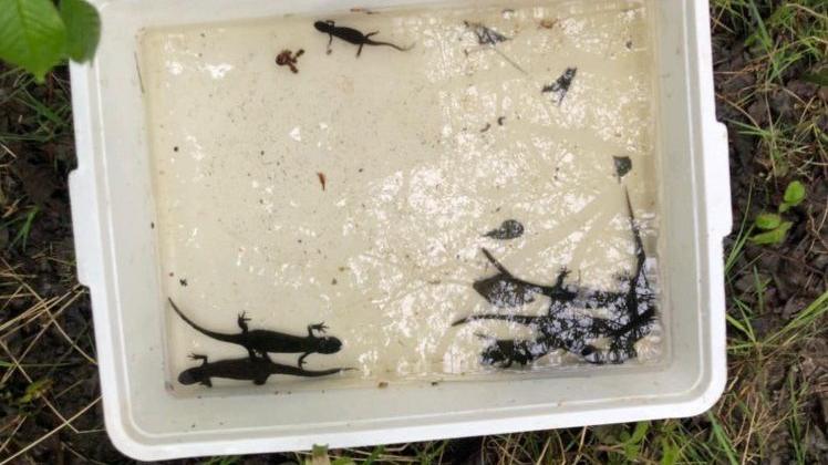A white plastic container which has water and around five newts in it