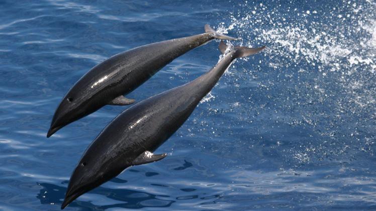 Northern right whale dolphin 