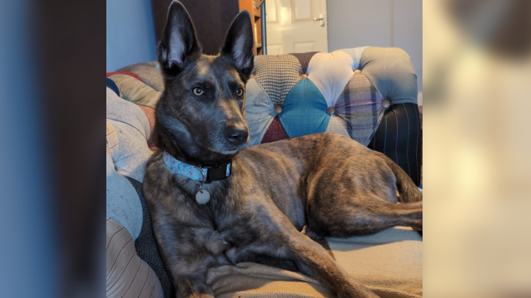 Mia - brown, Dutch shepherd lying on a sofa wearing a blue collar.