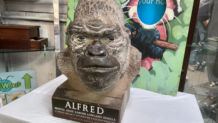 Image of stone bust Alfred the gorilla. It is brown in colour and placed on a table with a white sheet on it. Behind the bust is more zoo memorabilia. 