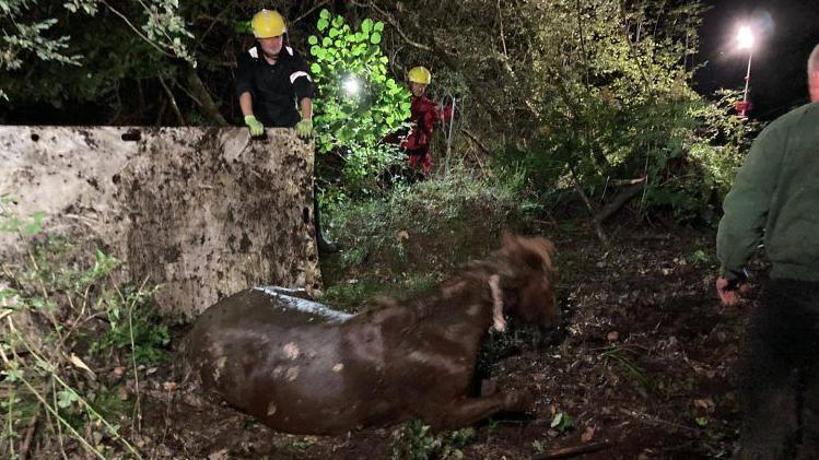 The pony is sat on the forest floor after being rescued. Crews in hard hats look on.