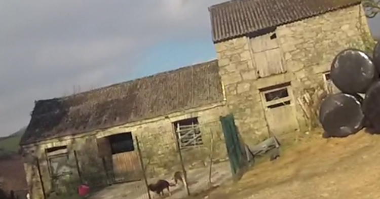 A stone-built building on two levels with what appears to be a roof made of metal in a rural vernacular with two animals which appear to be dogs in a caged area in front of one of the buildings and a number of bales of undetermined material incarcerated in plastic on the right.