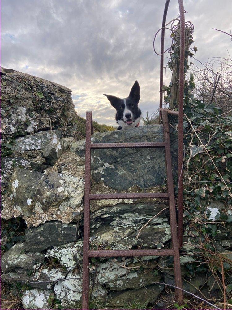 A dog looking over a wall