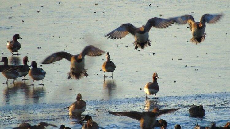 Slimbridge wild fowl